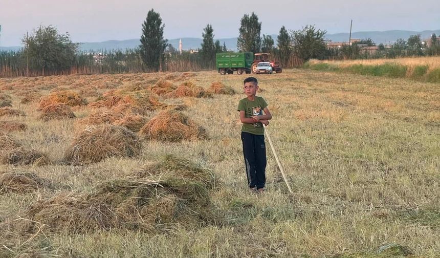Harran Ovası’nda Hasat Heyecanı: Kırmızı Mercimek Tarladan Çıkıyor
