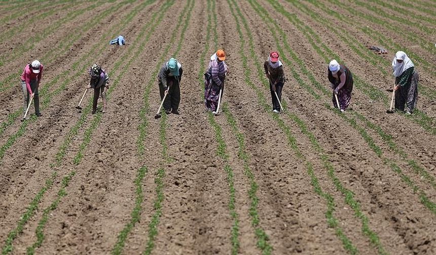 Şanlıurfalı Tarım İşçilerinin 2026 Yevmiyesi Belli Oldu