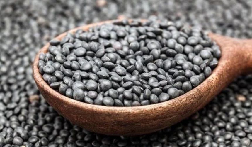 Urfa’da Bir İlk! Beluga Mercimeği Denemeleri Yüz Güldürdü