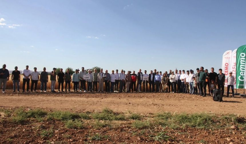 Şanlıurfa’da Yerli Tohum Devrimi! CEMMO Buğdayı Tarlada