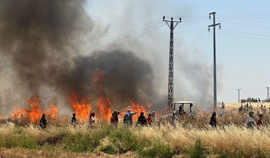 Şanlıurfa’da Buğday Tarlası Alev Alev Yandı! Onlarca Dönüm Kül Oldu