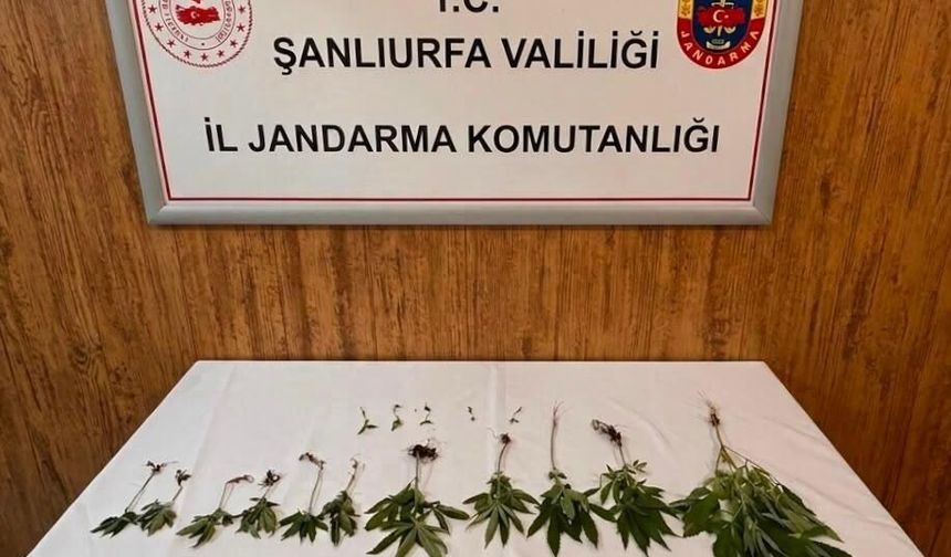 Şanlıurfa’da Jandarmadan Narkotik Operasyonu! 2 Gözaltı