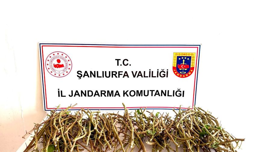 TİGEM Arazisinde Kaçak Fıstık Aşı Kalemi Kesimi: 3 Gözaltı
