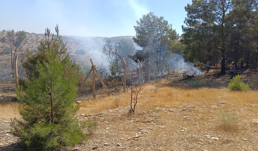Şanlıurfa’da ormanlık alanda yangın paniği