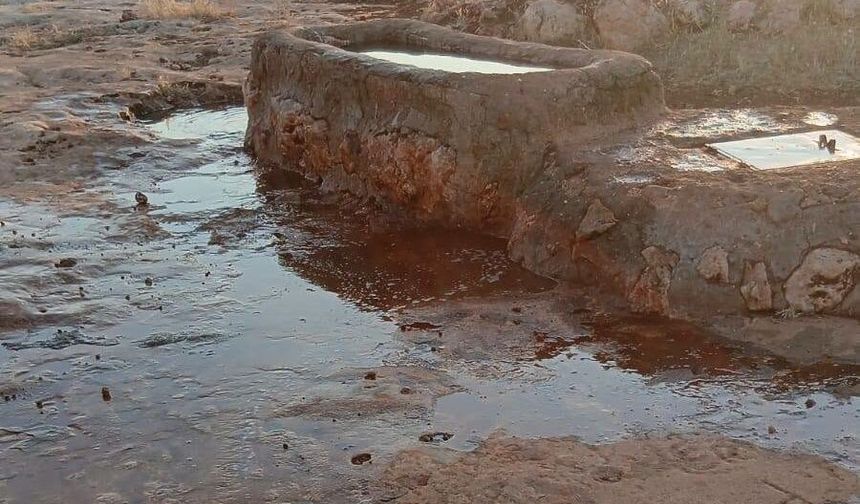 Şanlıurfa’da Örnek İnsanlık! Susuz Kalan Hayvanlar İçin Seferber Oldu