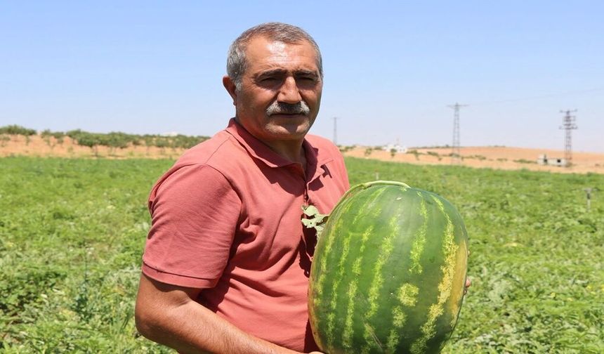Şanlıurfa'nın Gizli Lezzeti Gün Yüzüne Çıktı! Ünlü Yaylak Karpuzu Tezgahta