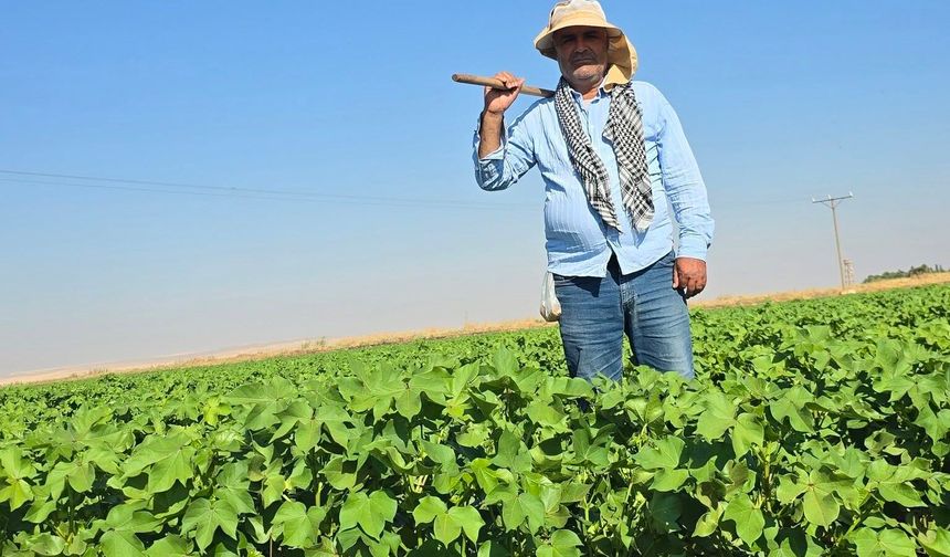 Şanlıurfa’da Beyaz Altın İçin Yoğun Mesai! Tarlalarda El Çapası Devam Ediyor