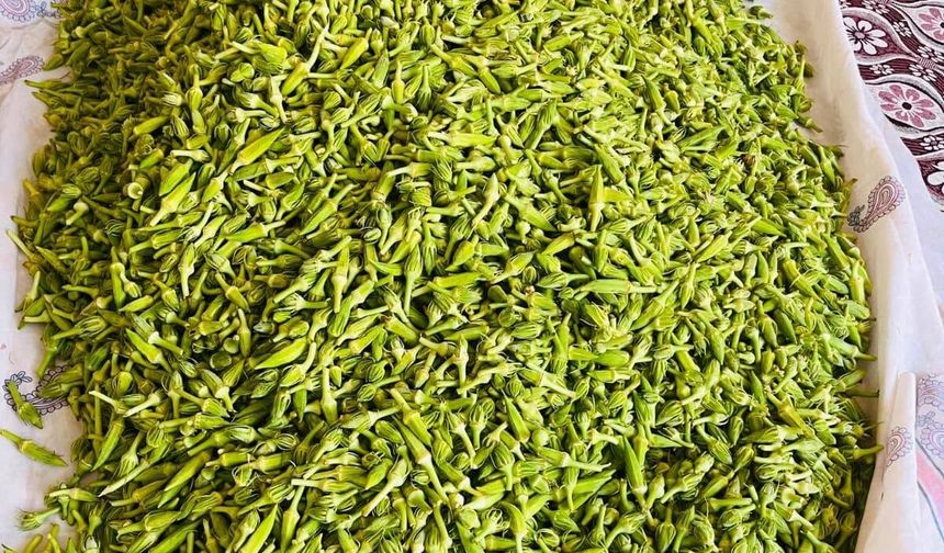 Harran Ovası’nda Bamya Bereketi! Sabahın İlk Işıklarıyla Hasat Başlıyor