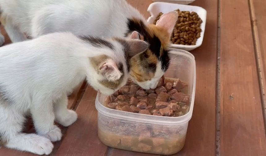 Şanlıurfa’nın 11 Farklı Noktasına 12 Kedi Evi Kuruldu