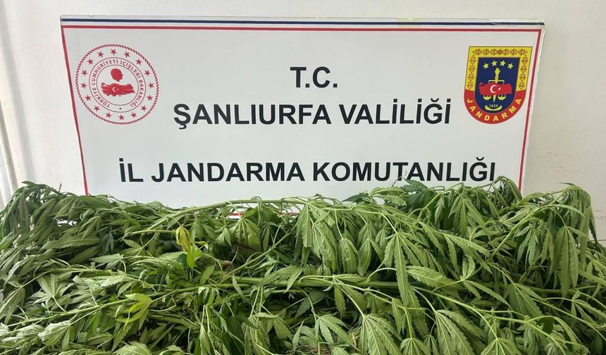 Suruç’ta Jandarmadan Kenevir Operasyonu! 35 Kök Ele Geçirildi