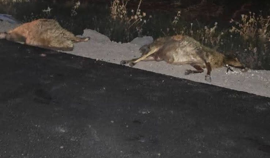 Akçakale-Harran yolunda feci kaza: 20 koyun telef oldu