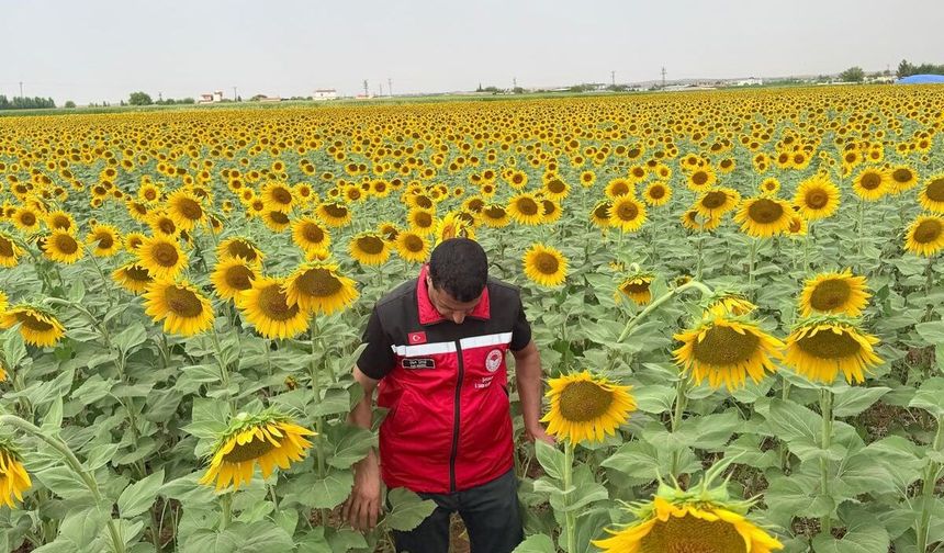 Ataması Yapıldı Ama Görevi Bırakmadı! Eyyübiye’de Tarlaları Tek Tek Geziyor