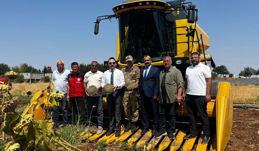 Şanlıurfa’da Bir İlk! Hilvan’da Yılın İlk Ayçiçeği Hasadı Başladı