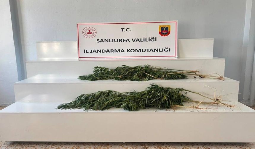 Akçakale ve Viranşehir’de Kenevir Baskını! Toplam 24 Kök Ele Geçirildi