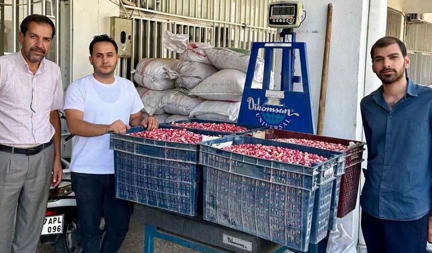 Şanlıurfa'da Fıstık Heyecanı! İlk Ürünün Fiyatı Dikkat Çekti