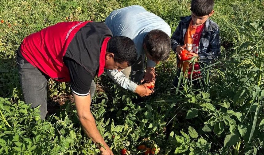 Tarlada Büyük Başarı! Şanlıurfa'da Domates Üreticisi Sezonu Kazançla Kapatıyor