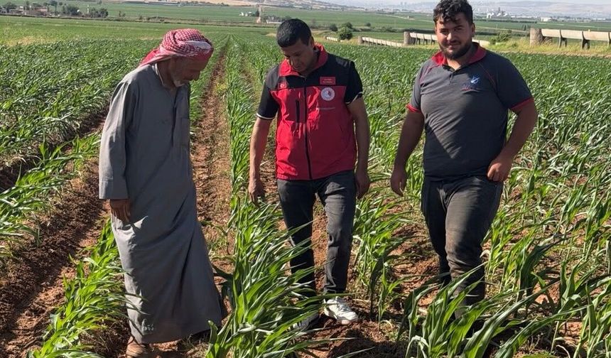 Şanlıurfa’da Tarlalar Yeniden Yeşerdi! Buğdayın Ardından Mısır Boy Verdi