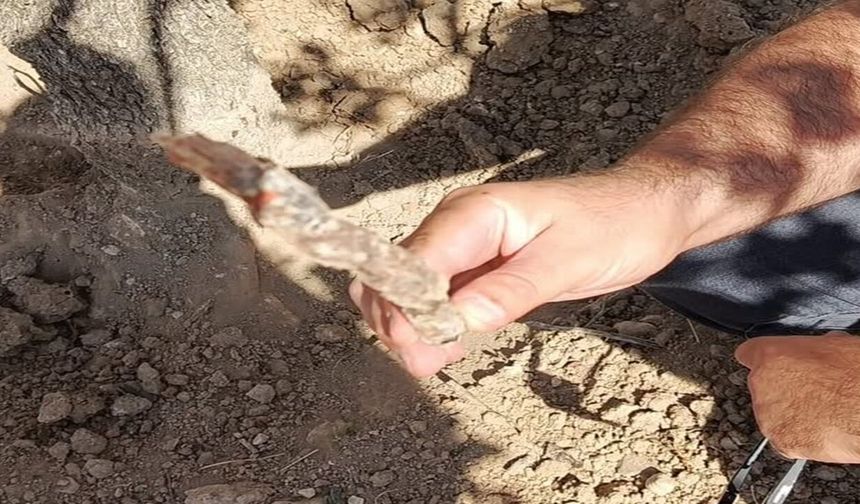 Şanlıurfa’da Fıstık Ağaçları İçin Tehlike! Kurumaya Başlayan Ağaçlarda Hastalık Çıktı