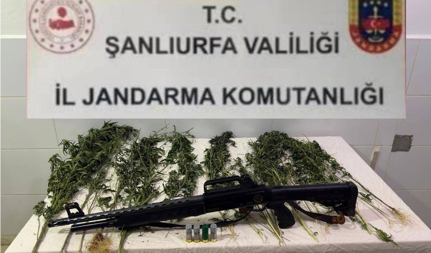 Şanlıurfa’da JASAT’tan Kenevir Operasyonu! 15 Kök Kenevir Ele Geçirildi