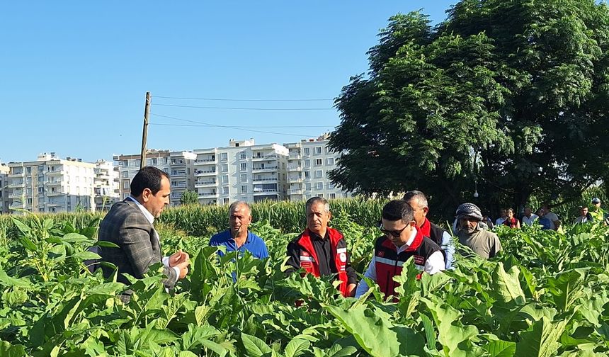 Birecik’in Bereketli Topraklarında İlk Patlıcanlar Toplandı