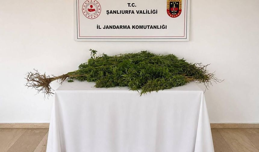 Şanlıurfa’da Kenevir Operasyonu: 8 Kök Ele Geçirildi