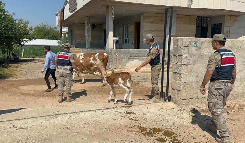Şanlıurfa’da büyükbaş hayvan tuzağı! 315 bin TL’lik anlaşmanın ardından bakın ne oldu