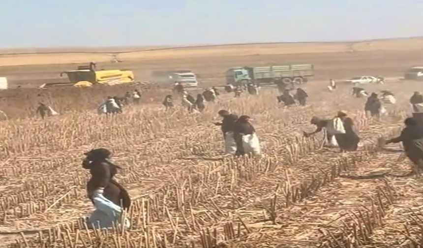 Şanlıurfa’da ayçiçeği hasadı sonrası tarlalarda ekmek mücadelesi