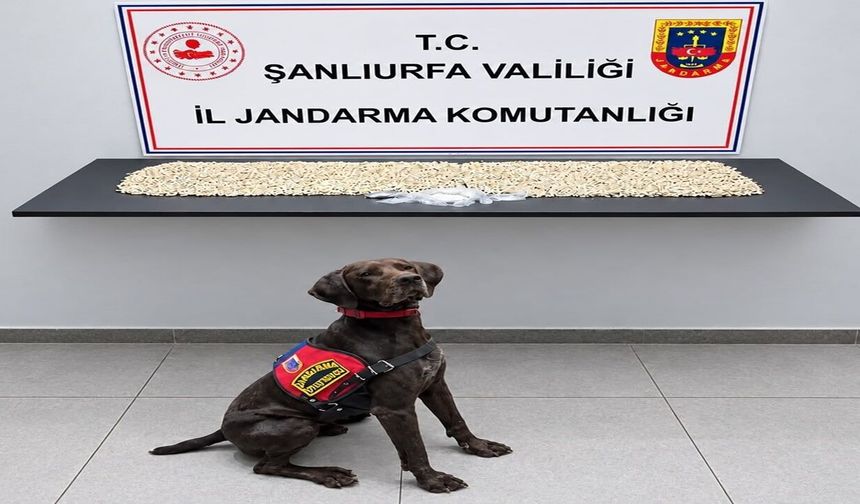 Eyyübiye’de jandarmadan kritik operasyon! Binlerce Captagon bulundu