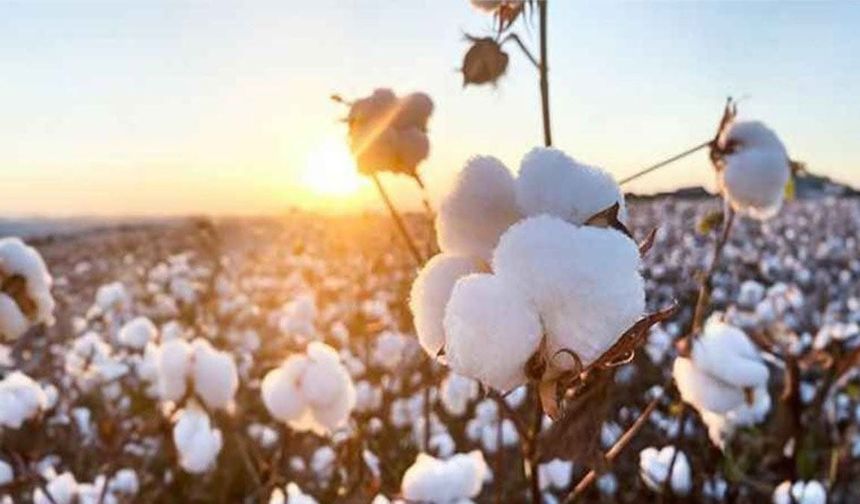 Şanlıurfa’da Pamukta Beklenen Rakam Açıklandı! Üreticiler Tepkili