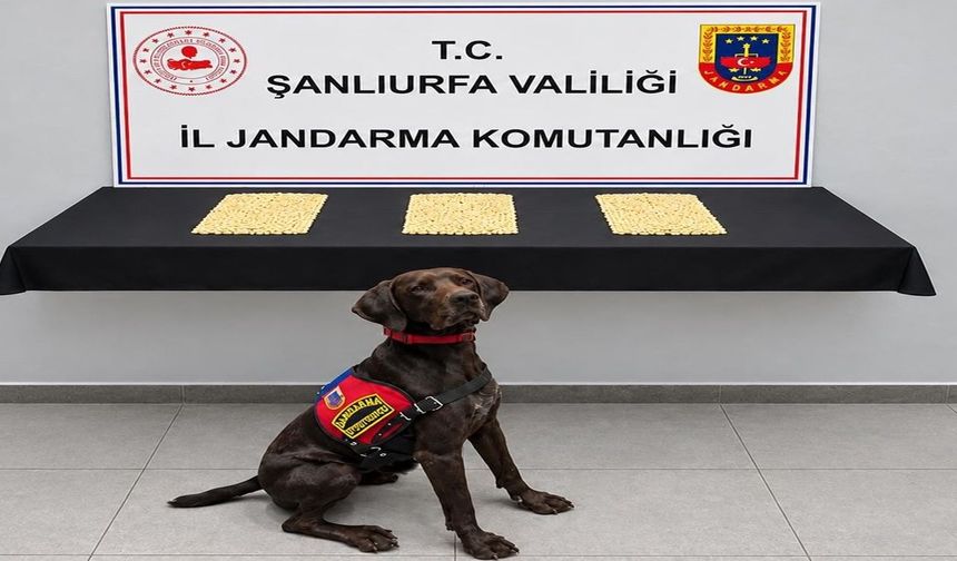 Şanlıurfa’da Evlerden Çıktı! 2 Bin 970 Captagon Hap Ele Geçirildi