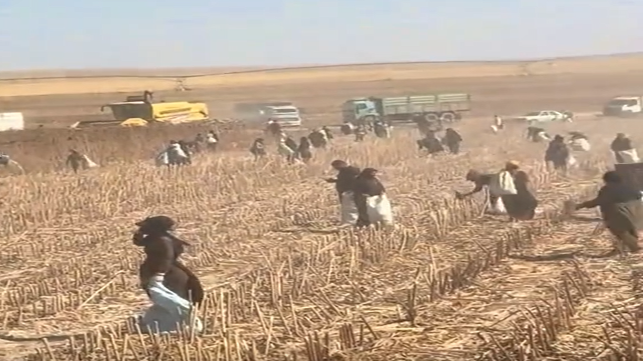 Şanlıurfa’da ayçiçeği hasadı sonrası tarlalarda ekmek mücadelesi